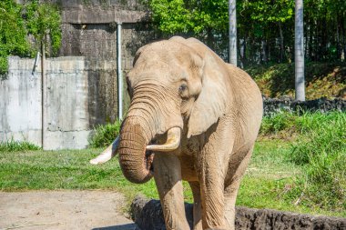 Ukumar Park, Pereira, Risaralda, Kolombiya 'da bir Asya fili doğal ortamdaki doğal yaşam koruma çabalarını vurguluyor..