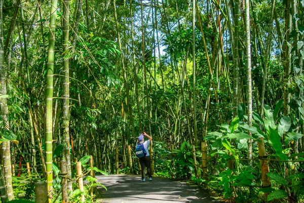 Uzun bambu ve tropikal bitkilerle çevrili Ukumar Park, Pereira, Risaralda, Kolombiya 'nın yemyeşil alanlarında yürüyen bir adam..