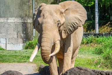 Ukumar Parkı 'nda bir fil, Pereira, Risaralda, Kolombiya' da vahşi yaşamı koruma çabalarını sergiliyor..