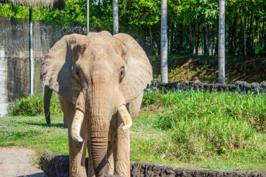 Ukumar Pereira, Kolombiya 'da yemyeşil ve su damlacıklarıyla çevrili bir Afrika fili duruyor..