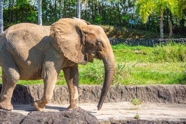 Ukumar Parkı, Pereira, Risaralda, Kolombiya 'da yürüyen görkemli bir fil vahşi yaşamın ve koruma çabalarının güzelliğini gözler önüne seriyor..