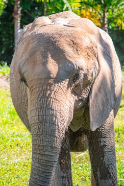 Dokulu derisini ve özelliklerini doğal park ortamında sergileyen bir filin yakın plan görüntüsü..