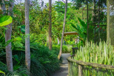 Ukumar Park, Pereira, Risaralda, Kolombiya 'da yemyeşil alanlarla çevrili sakin bir yol, koruma ve doğa takdirini teşvik ediyor..