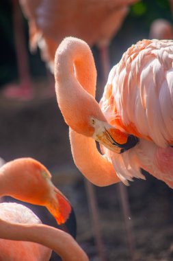 Göz alıcı renklerini ve eşsiz pozlarını sergileyen canlı bir flamingo grubu Ukumar Pereira, Risaralda, Kolombiya.