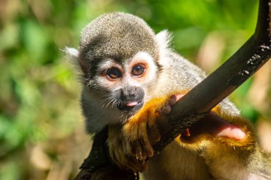 Ukumar Park, Pereira, Kolombiya 'daki bir dala tünemiş şakacı bir sincap maymunu, vahşi yaşamı koruma çabalarını gözler önüne seriyor..
