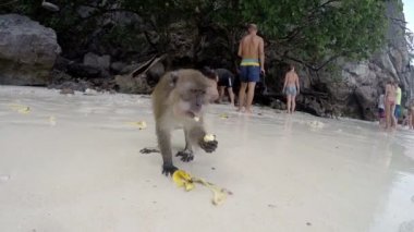 Krabi, Tayland - 23 Mart. Sahilde bir muz yemek maymun