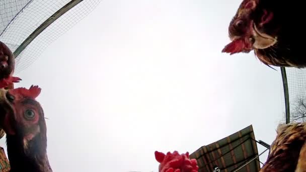 View from a bowl on the hens pecking grain — Stock Video