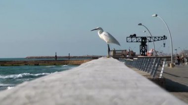 Tel Aviv port köprüsünde oturan büyük ak balıkçıl.