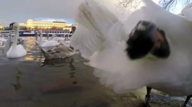 charles Köprüsü ve kuğular manzarasının doğum vltava Nehri Prag, Çek Cumhuriyeti