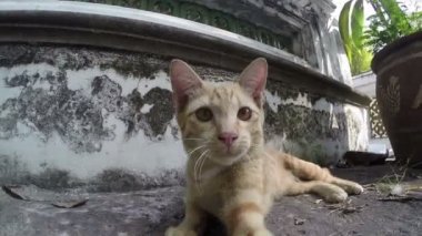 Ona saldıran bir kamerayla oynayan kedi