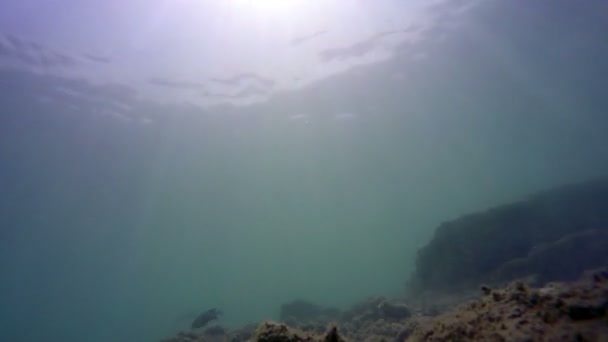 Ein paar Fische und Taucher schwimmen unter Wasser — Stockvideo