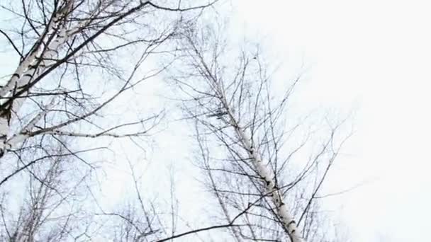 Aviones civiles sobrevolando el bosque invernal — Vídeos de Stock