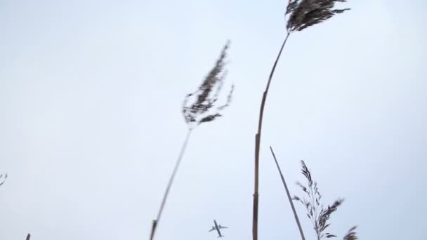 Літаки літають через суху траву — стокове відео