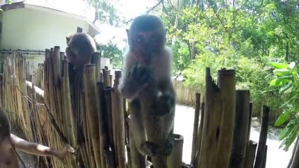 Tiro engraçado de um macaco com cara lambendo uma lente de câmera — Vídeo de Stock