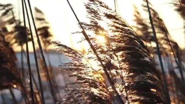 Shot van zonsondergang door wildveld van gras — Stockvideo