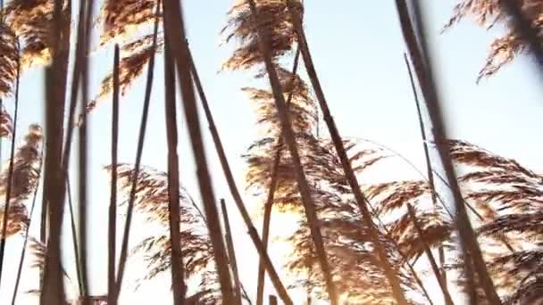 Tiro de pôr do sol através do campo selvagem de grama — Vídeo de Stock