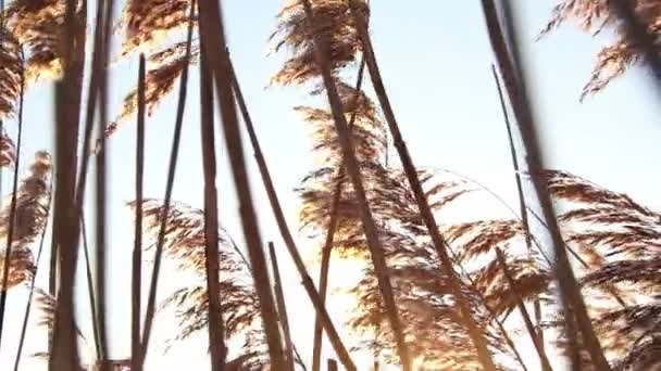 Shot of sunset through wild field of grass — Stock Video