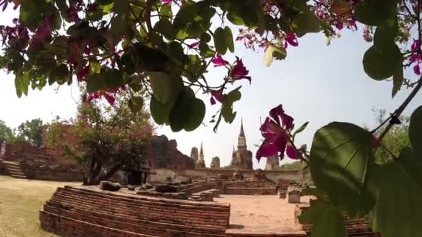 Vista de las ruinas del templo a través de las hojas — Vídeos de Stock