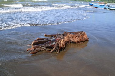 Büyük, kahverengi, lifli bir palmiye ağacı kütüğü ya da kök kökü, arka planda yumuşak okyanus dalgaları ve köpükle ıslanmış kumlu bir plajda kıyıya vurmuştur..