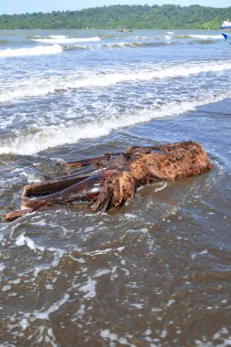 Büyük, kahverengi, lifli bir palmiye ağacı kütüğü ya da kök kökü, arka planda yumuşak okyanus dalgaları ve köpükle ıslanmış kumlu bir plajda kıyıya vurmuştur..