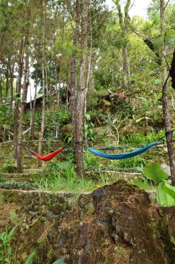 Endonezya 'nın Kuningan kentindeki gür bir orman parkında, uzun çam ağaçları arasında parlak kırmızı ve mavi hamakları olan sakin bir açık hava sahnesi. Bölge taştan yapılmış peyzajı da içeriyor..
