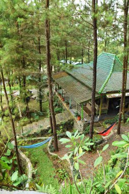 Kuningan, Endonezya - 5 Temmuz 2025: Çam ağaçları ve hamaklarla çevrili yeşil kiremitli, Endonezya 'nın Kuningan kentindeki bir orman tatil köyünde sakin, geleneksel bir ev.