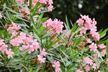 Endonezya, Kuningan 'da verimli bir otelin verimli tropikal bahçesinde çiçek açan güzel pembe zakkum çiçekleri..