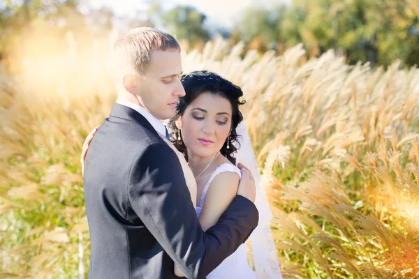 El novio gentilmente abraza y besa a la novia — Foto de Stock