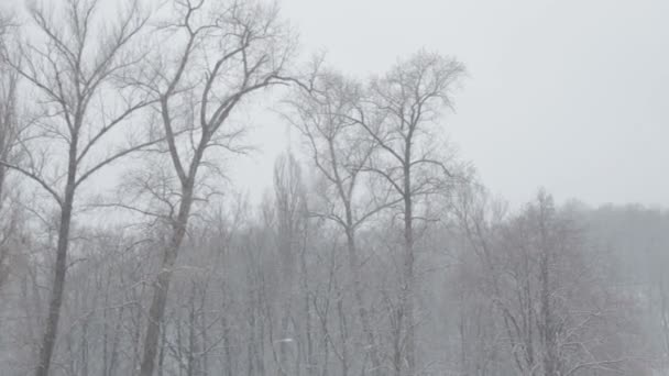 Mattina nevosa nel parco estivo — Video Stock