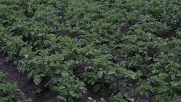 Картофельные растения с белыми цветами на большом поле — стоковое видео