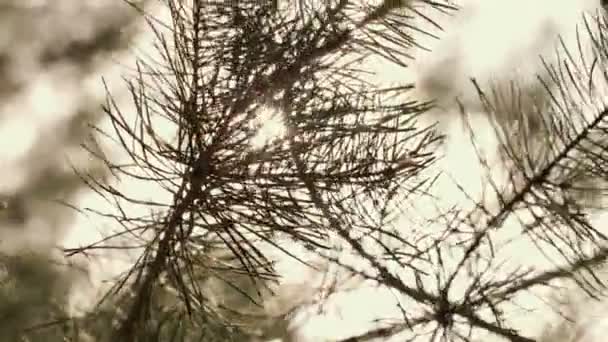 Відблиски сонця крізь дерево — стокове відео