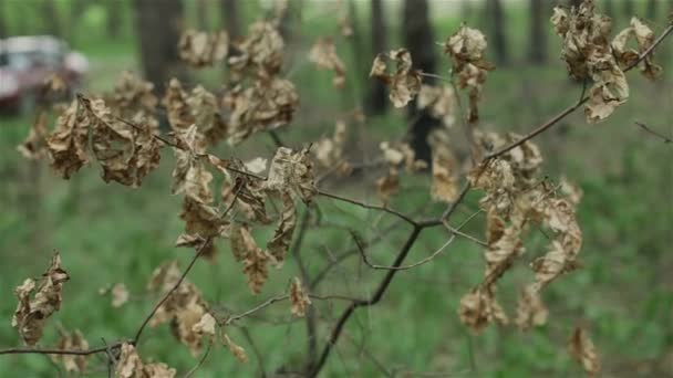 Folhas secas em um ramo — Vídeo de Stock