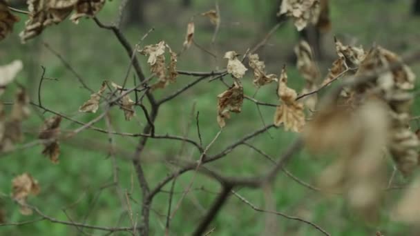 Сухие листья на ветке — стоковое видео