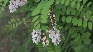 Arkadan aydınlatmalı bırakır. Yaz akasya ağacı