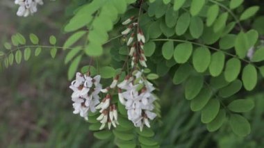 Arkadan aydınlatmalı bırakır. Yaz akasya ağacı