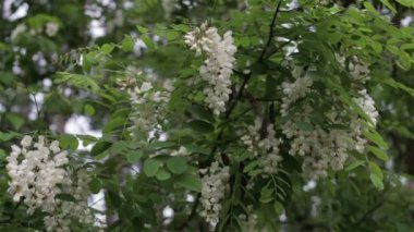 Arkadan aydınlatmalı bırakır. Yaz akasya ağacı