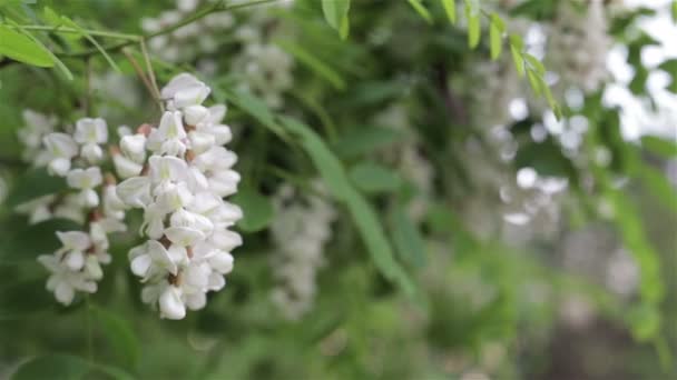 Deja la retroiluminación. Acacia de verano — Vídeos de Stock