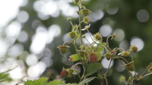 草莓上模糊的背景 — 图库视频影像