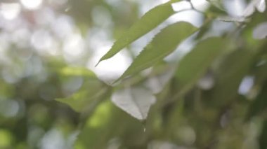 Yaprakları güneşte parlama