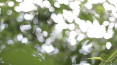 Yaprakları güneşte parlama