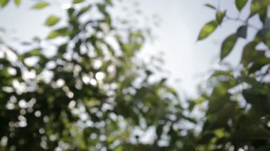 Yaprakları güneşte parlama