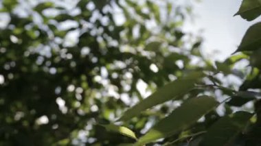 Yaprakları güneşte parlama