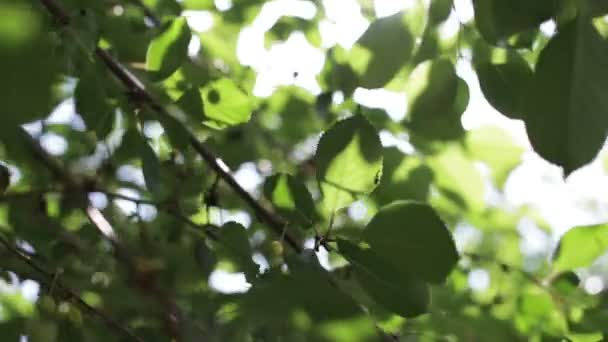 The glare of the sun in the leaves — Stock Video