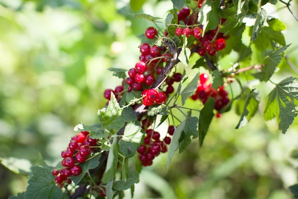 Zralé červené plody venkově na pozemku — Stock fotografie