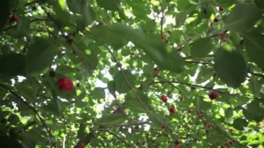 Ağaçtaki kırmızı meyveler