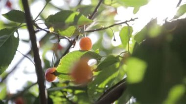 Ağaçtaki kırmızı meyveler