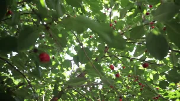 Червоні ягоди на дереві — стокове відео