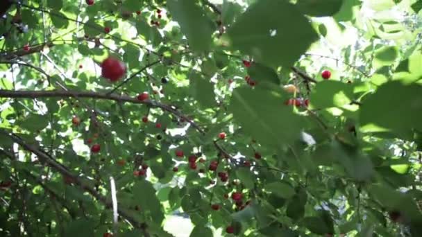 Bayas rojas en el árbol — Vídeo de stock