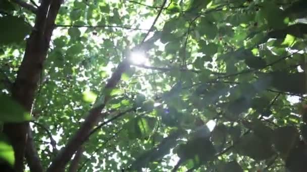 baies rouges sur l'arbre