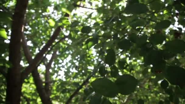 Rote Beeren auf dem Baum — Stockvideo